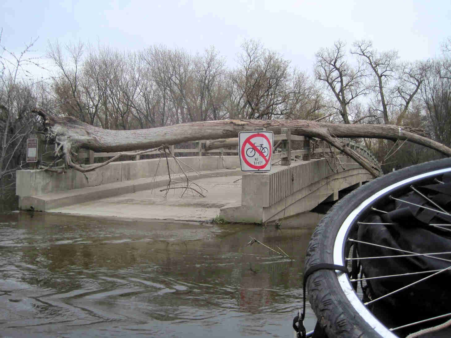 View from a flooded river, of a fallen tree, laying over a cement bridge